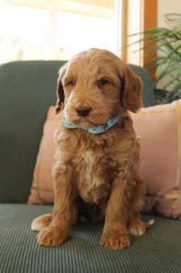 F1b small Goldendoodle puppies 