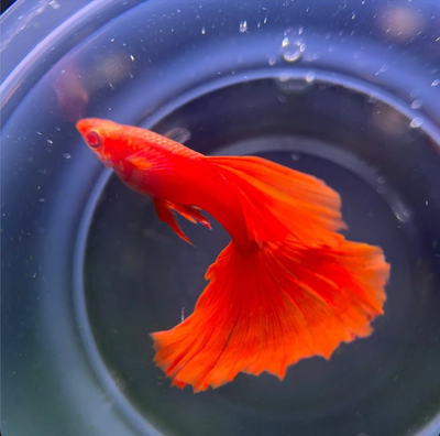 Explore Distinctive Guppies with Elegant Flowing Tails, View more