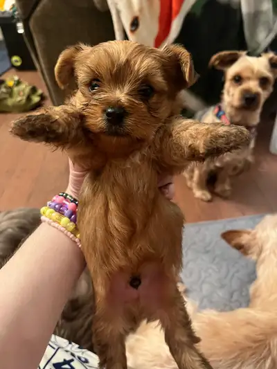 Yorkie Puppies For Sale 4 Left, View more