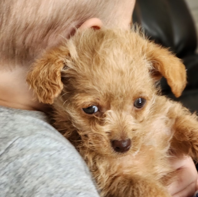 PooChi Puppies Dogs & Puppies for Rehoming Cambridge Kijiji