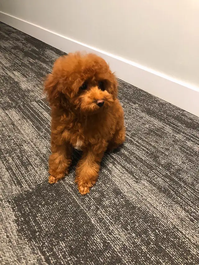 Pure Toy poodle, trained,fully vaccinated,health guarantee. in Dogs & Puppies for Rehoming in City of Toronto - Image 4