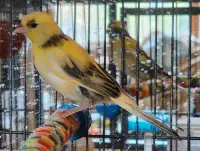 Jeune canari jaune panaché 