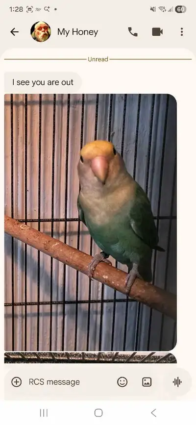 Breeding pair of Love Birds for sale, View more