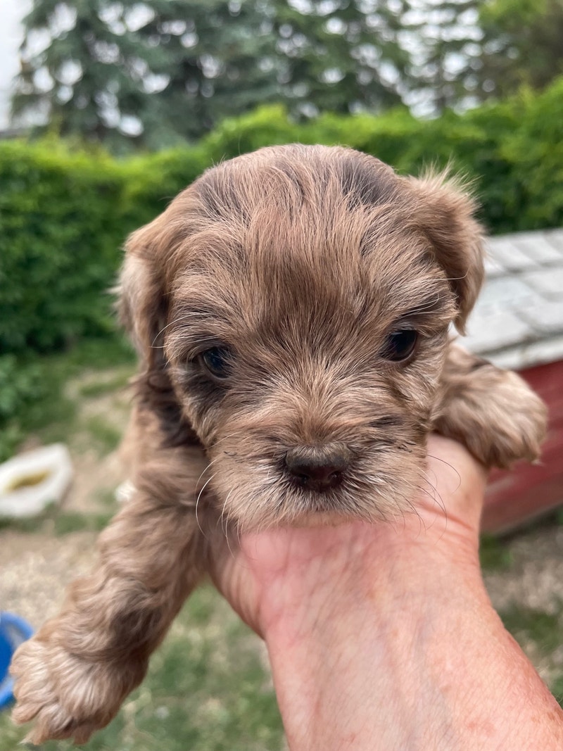 Yorkiepoos Dogs & Puppies for Rehoming Regina Kijiji