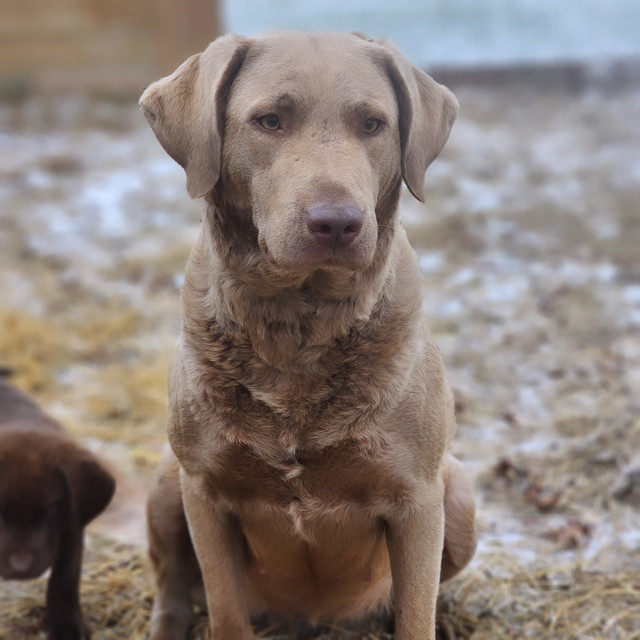 Chesapeake Bay Retriever Puppies Working Line in Dogs & Puppies for Rehoming in Barrie - Image 3