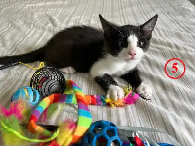 ❤️ 4 Chatons à Adopter – 2 Mois, Poil court – Voir Vidéo ❤️, View more
