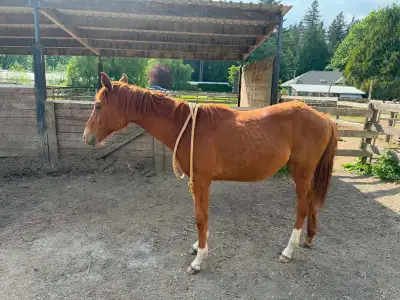 2025 grade warmblood cross filly , View more