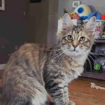 TICA Registered maine coon kitten, View more