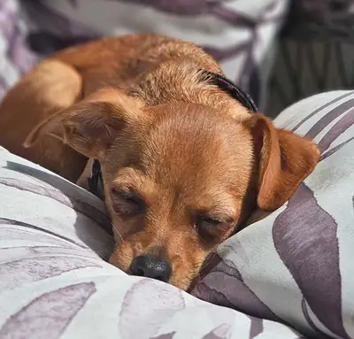 Male 5 month old Chihuahua, View more