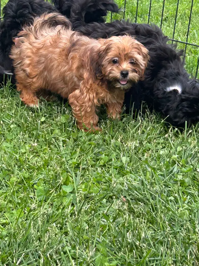 Shihpoo  Puppies Available in Dogs & Puppies for Rehoming in Owen Sound - Image 9