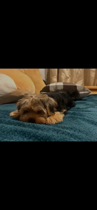 Yorkshire Terrier Puppy, View more