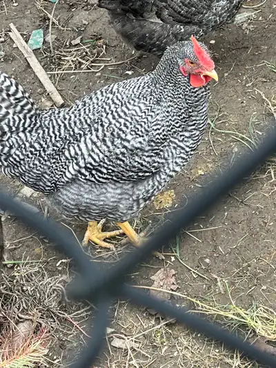 Plymouth Rock rooster, View more