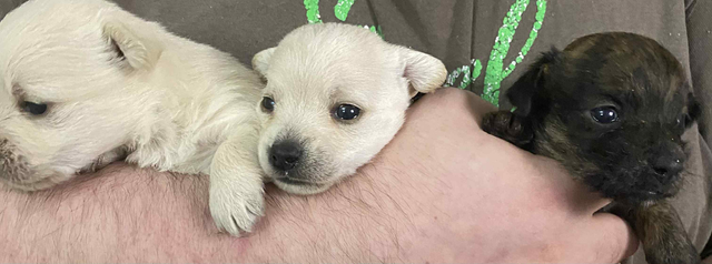 3 mixed breed west highland terriers for sale in Dogs & Puppies for Rehoming in Fredericton - Image 2