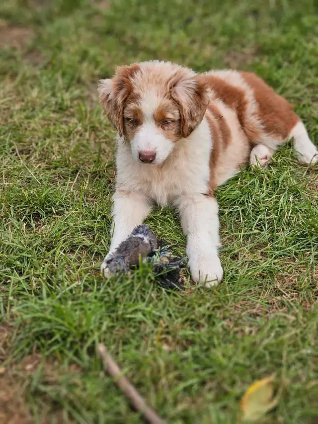^^Berger Australien^^ pure race in Dogs & Puppies for Rehoming in Lanaudière - Image 7