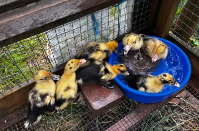 purebred  ANCONA DUCKLINGS, View more
