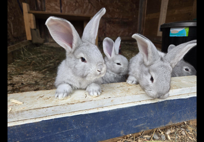 Rabbit Super Giant Babies have arrived!, View more