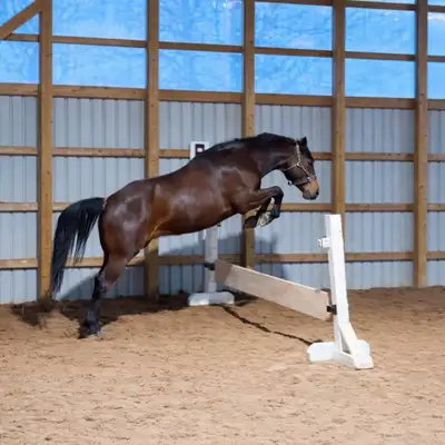 WELSH/QUARTER HORSE GELDING , View more