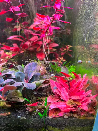 Crypt Pink Flamingo - Pink Panther Aquarium plants, View more