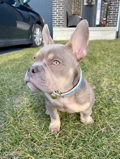 Dog for Rehoming - Immediate, View more