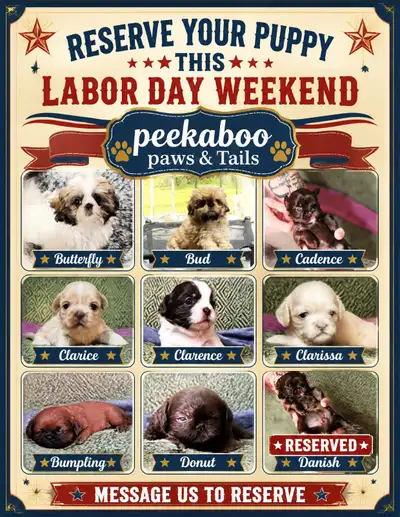❤️Purebred Shih Tzu puppies❤️  Parents are health tested⭐️, View more