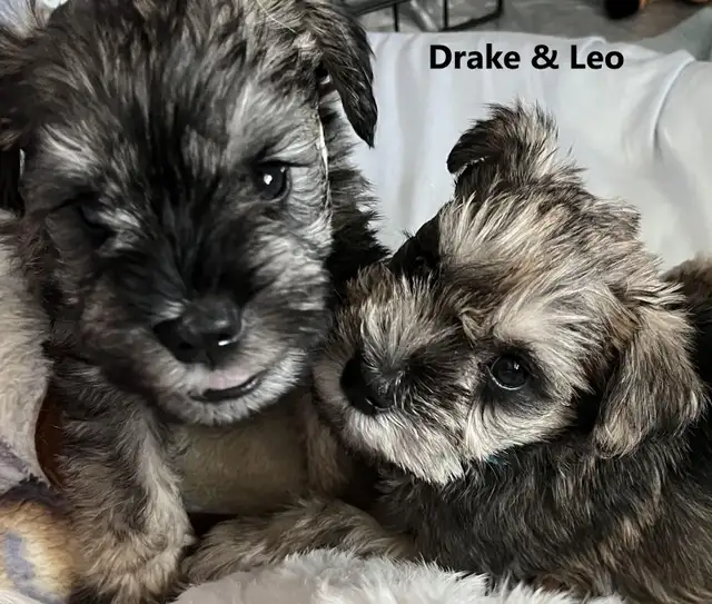 1 male - Miniature Schnauzer puppy in Dogs & Puppies for Rehoming in Ottawa - Image 5