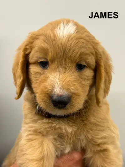 WAVENY GOLDENS - F1 Goldendoodle Puppies, View more