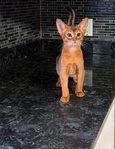 Purebred Abyssinian Kittens, View more