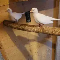 White dove pair for sale 