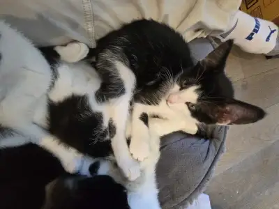 3 months old kitties, View more