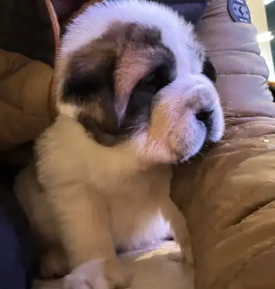 Saint Bernard x sharpie puppies for sell, View more