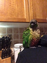 Green cheek conure for sale