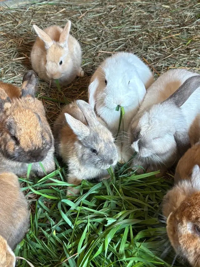 Holland Lop bunnies for Sale in Small Animals for Rehoming in Ottawa - Image 4