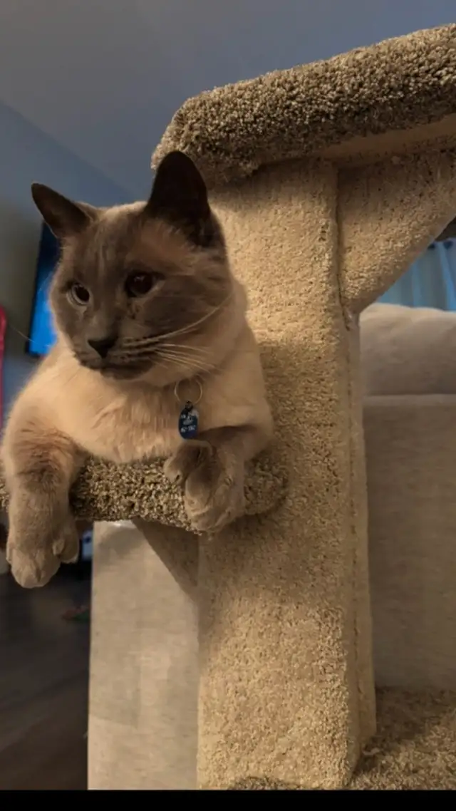 Chat ragdoll mix in Cats & Kittens for Rehoming in Lévis - Image 4