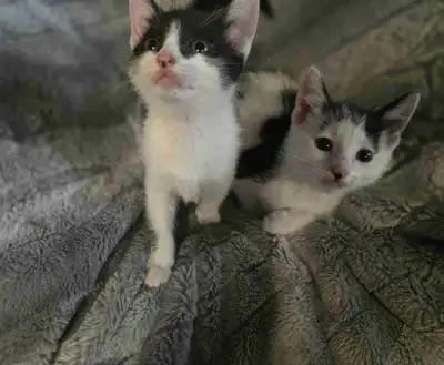 Ready for there forever home, View more