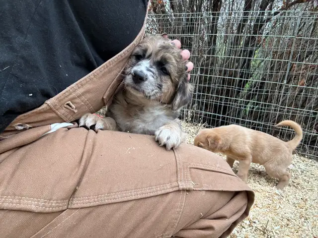 Australian Shepard cross puppies in Dogs & Puppies for Rehoming in Edmonton - Image 8