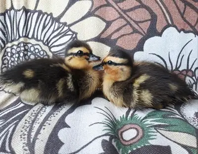 Canetons call duck âgés d'une semaine vendu non sexé Races de petits canards, facile d'approche et t...