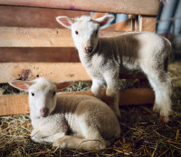 Rideau bottle lambs