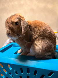 Bunny for sale with cage, hay, foods, toys