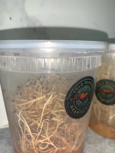 Fruit Fly Cultures deal on 2, View more