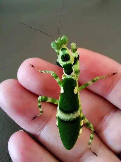 2026 new hatched flower mantis Stage: L2 (2nd instar) Care Level: Easy – great for beginners Care In...