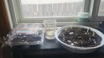 ISO free gardening stuff!!, View more
