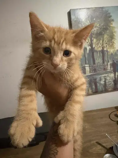 bebe chat femelle avec du mincoon, Voir plus