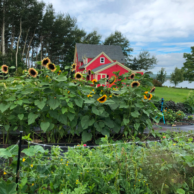 WATERFRONT 2.2 ACRE HOBBY FARM 500 FEET BEACHFRONT CAPE BRETON Houses