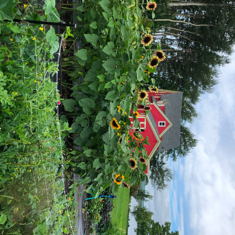 WATERFRONT 2.2 ACRE HOBBY FARM 500 FEET BEACHFRONT CAPE BRETON Houses