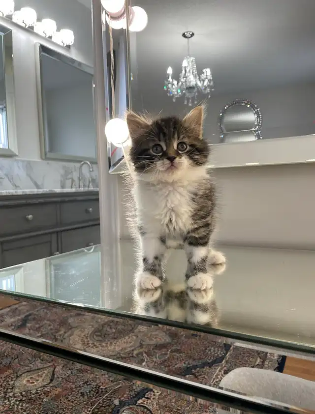 ⭐️Maine Coon Kittens⭐️ - Health Card &amp; Samples -