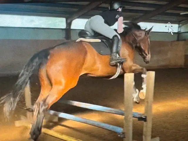 Looking For a New Home in Horses & Ponies for Rehoming in Markham / York Region - Image 2