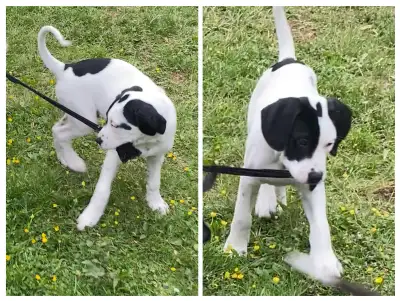 Adorable Cane Corso-Presa Canario + mixed breed puppies, View more