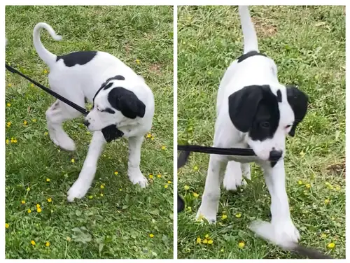 We have 3 beautiful and healthy puppies left, 1 female and 2 males born on March 8, ready to go to t...