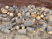 Poplar firewood 