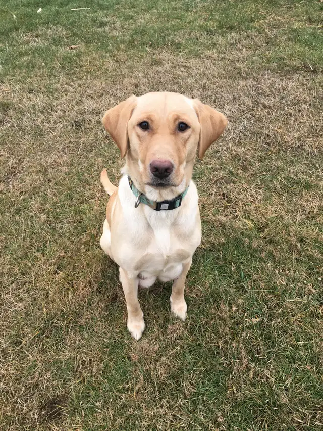 Lab Puppies For Sale in Dogs & Puppies for Rehoming in Norfolk County - Image 10
